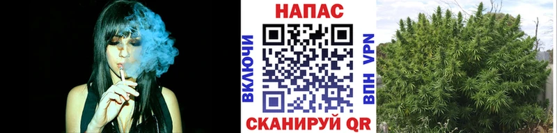 Купить Новозыбков Канабис семена